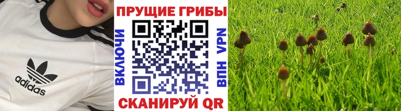 Псилоцибиновые грибы мицелий  KRAKEN ТОР  Белёв 